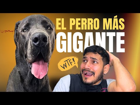 THE BIGGEST DOG I VE EVER BATHED HE S 1 YEAR OLD GRAN DANIFF