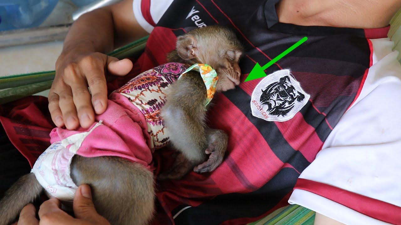 Relaxing Midday Between Monkey Nona And Dad On Hammock | Baby Monkey Fall A Sleep On Dad's Chest