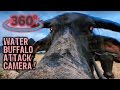 ATTACK! Herd of Water Buffalo in Cambodia Try to Eat a CAMERA! (360 VR Immersive Asia Travel Video)