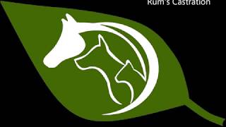 Stallion Castration - Rum