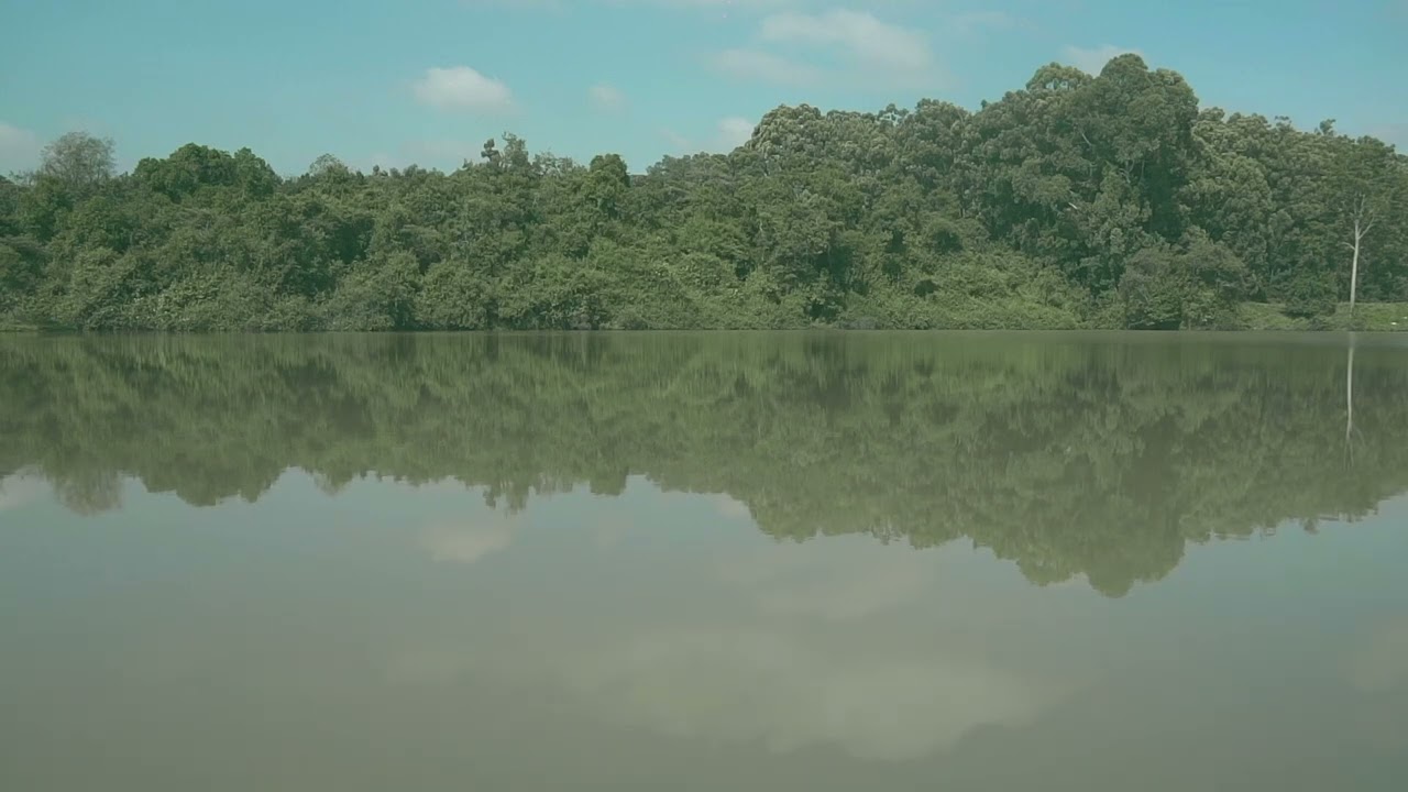 Relaxing Scene-Bird Sounds #Relaxation#Meditation#Healing
