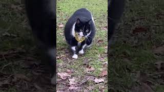 Fat cat man dance 😂 #cat #dance #tiktok