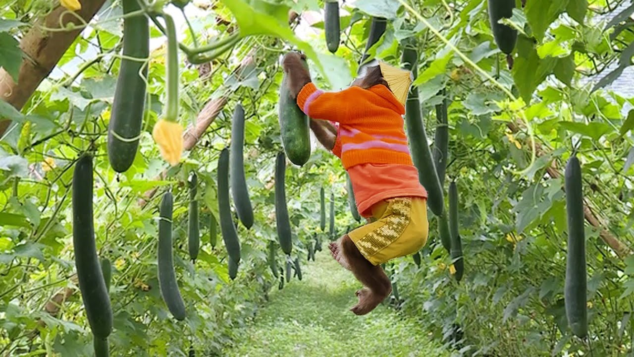 Best Journey feed Mom thanks to CUTIS  Harvesting green pumskin sell smart