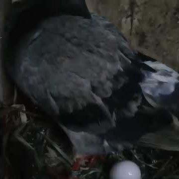 Merpati indukan gudang garam