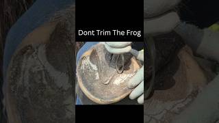 Why You Shouldnt Trim The Frog