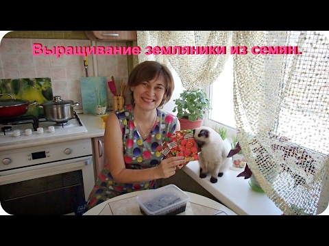 Посев земляники семенами. Мой первый опыт.