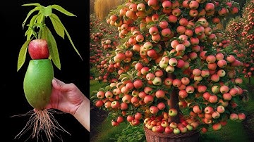 Wow....Grafting Apple With Mango To get the most Amazing fruit.