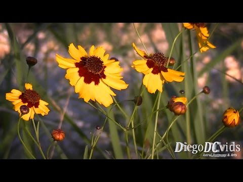 Vídeo: Coreopsis é Tingimento. Milagre De Céu Aberto