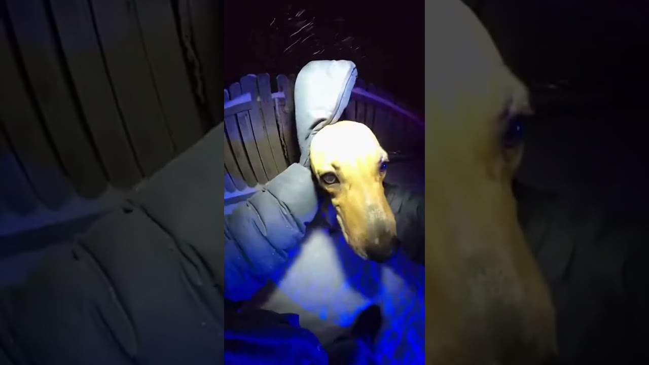 Officer Saves Freezing Dog Chained in Snowstorm!