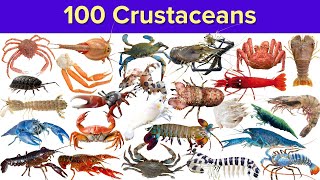 Crustaceans | 100 Amazing Crustaceans of the Ocean | Crabs, Lobsters, and Shrimps