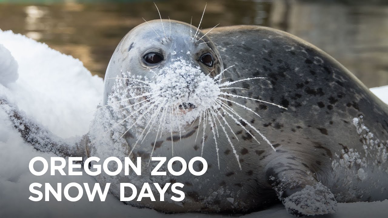 Oregon Zoo Snow Days YouTube