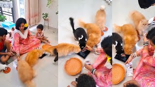 বিড়ালের লোম পরিষ্কার করার খুব সহজ উপায়...... | How to clean Cat fur | How to clean cat hair | DIY