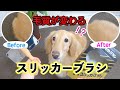 愛犬の毛が見違えるように綺麗になった！？静電スリッカーブラシはこれだぁ