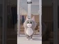 The cat has a problem with the automatic door #short