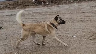 5 Gündür Yatan Kangalın Ilk Marşını Bastık..