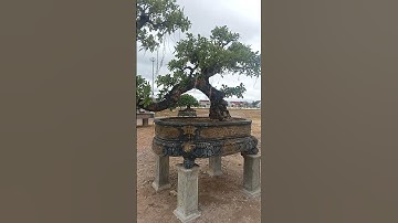 Lộc vừng dáng long ở triển lãm phù cát, lộc vừng bonsai,Bonsai đẹp| beautiful bonsai| Độc Hành 82