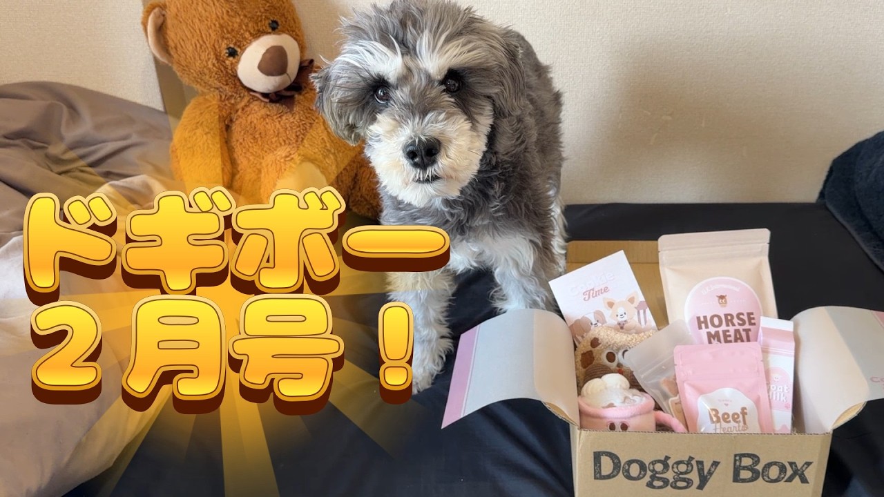 ドギーボックス２月号！可愛いクッキーの知育おもちゃや粉のヤギミルクまで盛りだくさん！