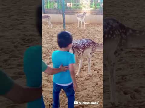 الغزلان هجمت على أولادي