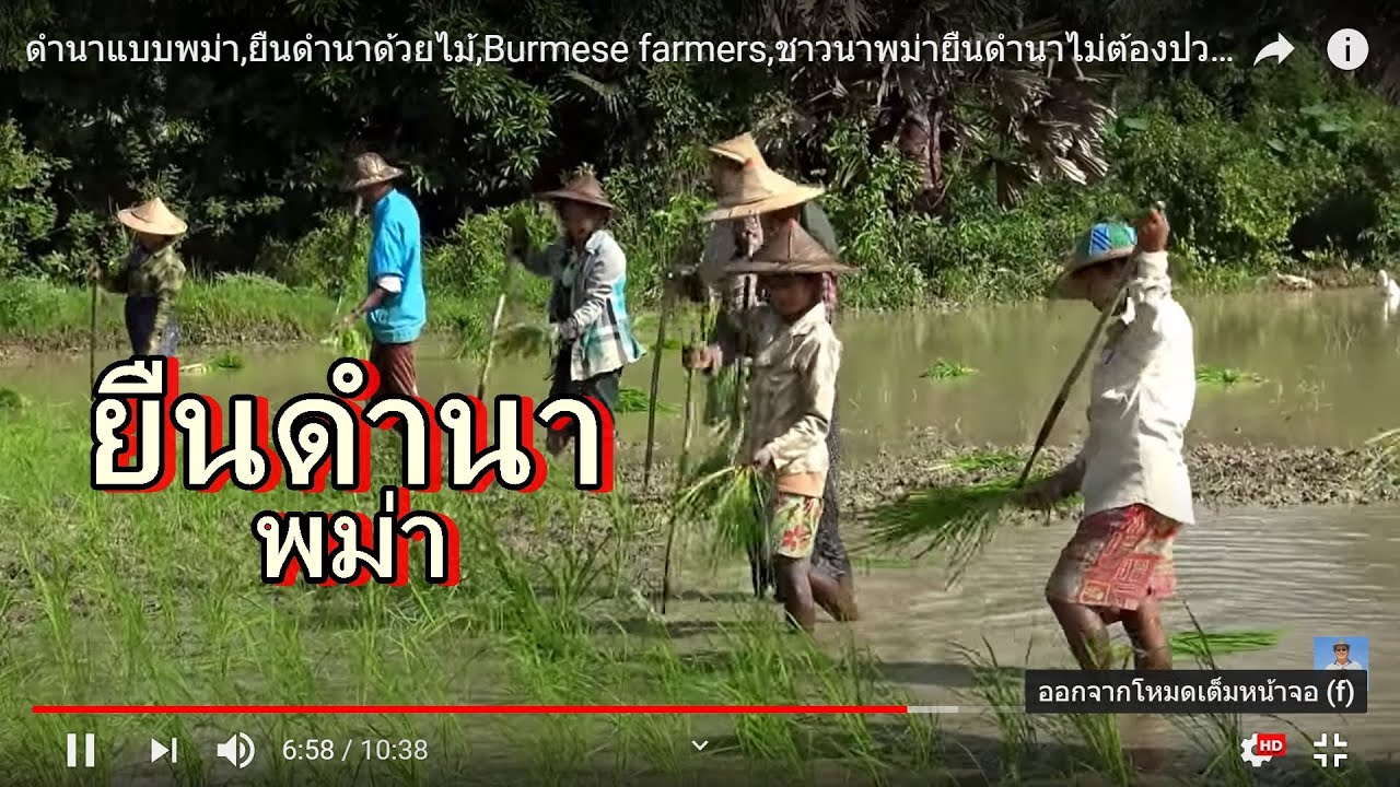 ดำนาแบบพม่า,ยืนดำนาด้วยไม้,Burmese farmers,ชาวนาพม่ายืนดำนาไม่ต้องปวดหลัง เร็วด้วย,น้ำไม่กัดมือ