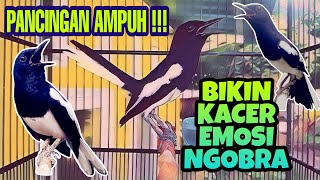 🔴 LIVE STREAM 🎬 SUARA KACER GACOR MELENGKING KRISTAL BIKIN KACER EMOSI BUKA EKOR 💯