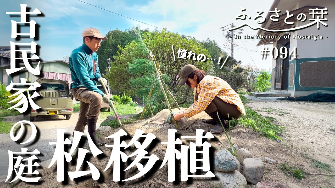 [Мастерство] Посадка сосны в нашем саду с профессиональным садовником...!? | 094