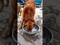 猫が犬より賢い理由