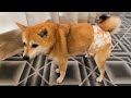 生まれて初めてオムツを体験する柴犬と成人後の飼い主