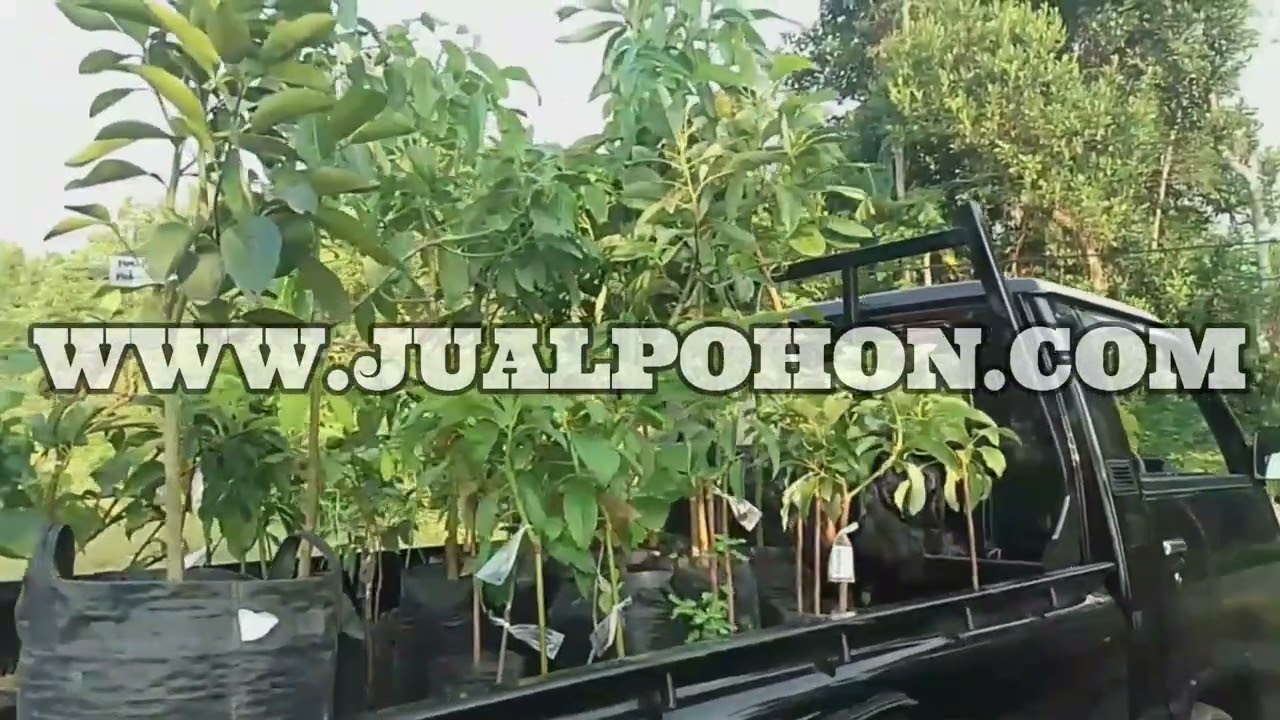 Jual Pohon Buah Alpukat Hass dan Berbagai Macam Bibit Buah Lainnya Siap Dikirim