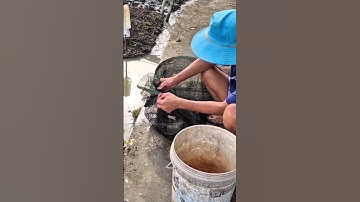 dở dớn dc một e cá lóc và cá phi #shorts