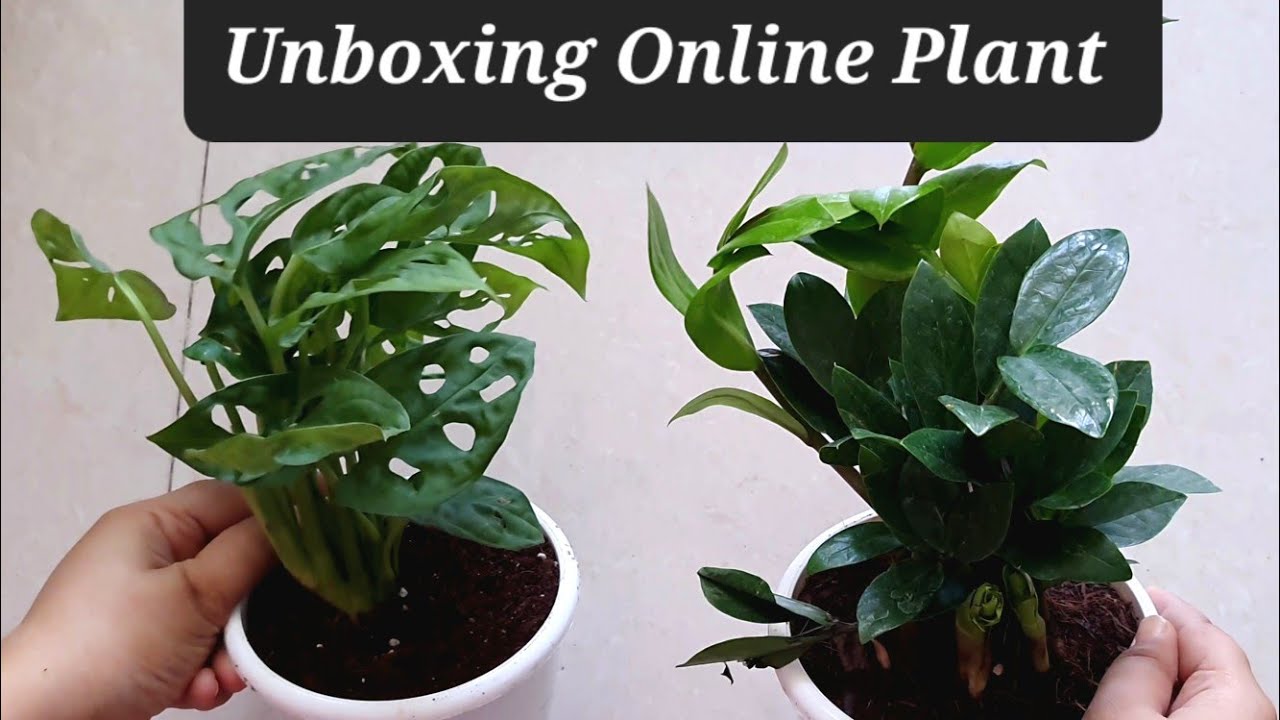 Online Plants Shopping in India Buy Plants Online Amazon Plant