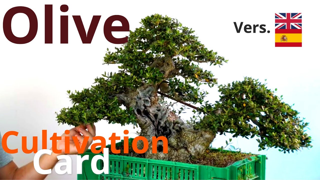 Scheda di coltivazione Olivo | Michelangelo Book | Episodio 1 | Versione Inglese - Spagnolo