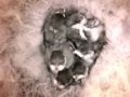 Birdcam_2010-05-06_17-46-44.wmv