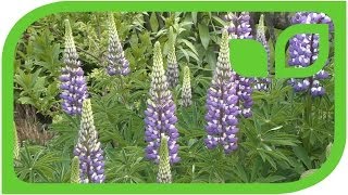 Lupins