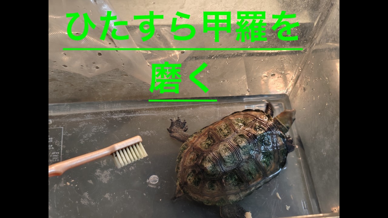 ひたすら甲羅洗いをするだけの動画#ニホンイシガメ#亀観察