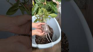 Компактно размножаю растения #уходзакомнатнымирастениями #пересадкарастений #размножениерастений