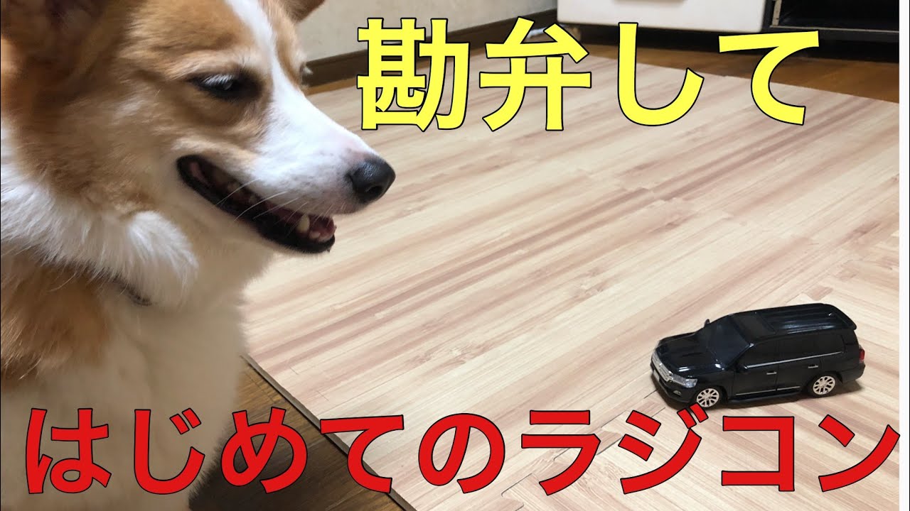 初めてラジコンと対面する犬 我が家のワンコ達の反応は Youtube