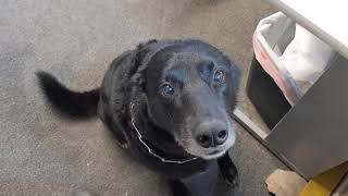 Shadow the black lab mix being a good boy 🐶🦴  || Pet Friendly by Pet Friendly 11 views 3 years ago 49 seconds