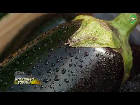 Video: Cultivarea Vinetelor în Sere
