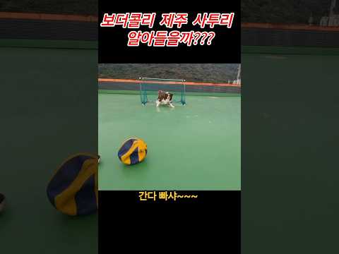 제주어 사투리 알아듣는 보더콜리??? # #백령도, #백령도1호보더콜리, #사투리, #반려견일상 thumbnail