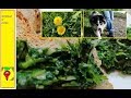 TARASSACO IL PIATTO DEI POVERI ricette tarassaco vegan gluten free diabetics