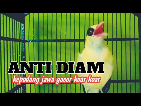 SUARA KEPODANG LOKAL JAWA GACOR ||KEPODANG EMAS GACOR KOQR KOAR