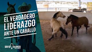 El verdadero liderazgo ante un caballo