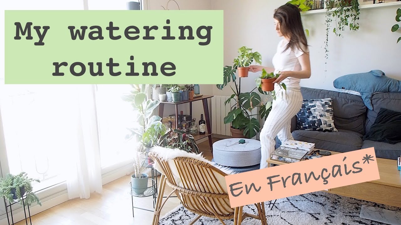 Routine d'arrosage pour plantes d'intérieur