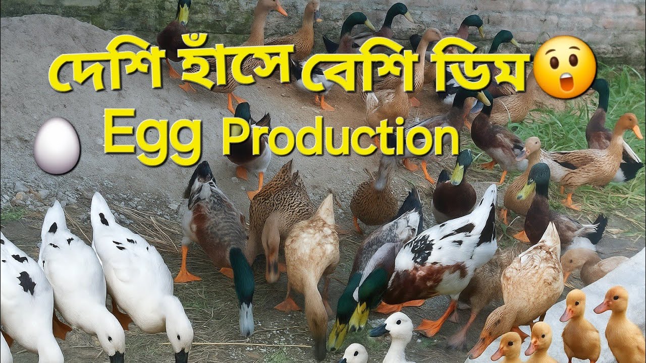 দেশি হাঁসে বেশি ডিম 🥚😲 | Egg productionTips ✅ 