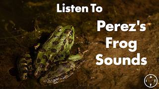 Perez's Frog Sounds - YouTube
