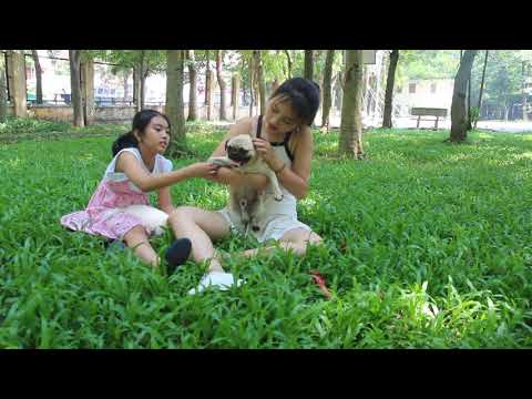 Lovely smart girl Playing Baby Cute Dogs On Rice Fields || How to play with dog & Feed baby dogs