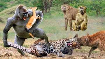 Amazing... Gorilla Herd Take Down Leopard To Rescue Impala - Leopard vs Baboon, Hyenas, Impala
