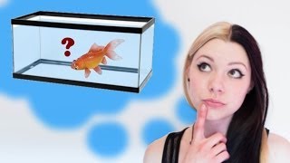 HOW TO SET UP A GOLDFISH TANK