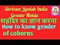 छोटा भाई या बहिन(How to know gender of coborns)