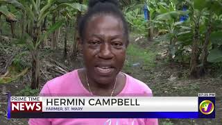 Storm To Table: Farming 5 Months After Hurricane Melissa  | TVJ News